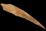 Cretaceous Shark (Hybodus) Dorsal Spine - Morocco #93931-1